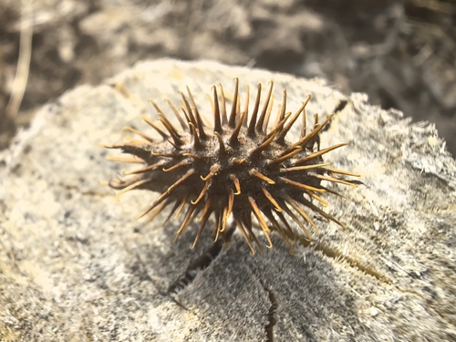 rough cocklebur