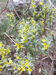 Thymelaea
