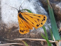 Setina aurita