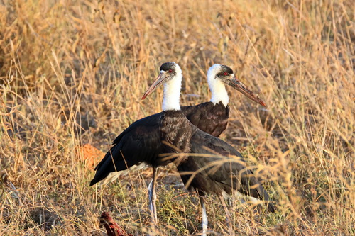 iNaturalist: (c) ckuytz, some rights reserved (CC BY-NC) iNaturalist image