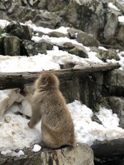 Macaca fuscata fuscata
