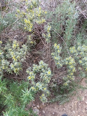 Thymelaea