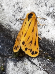 Setina aurita