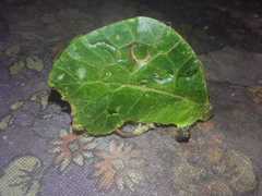 Typophyllum mortuifolium