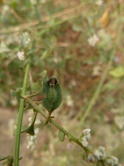 Cassidinae