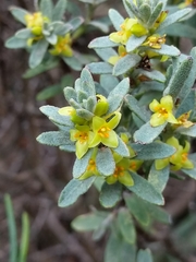 Thymelaea