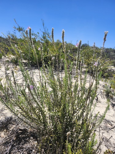 woolly dragon (Hemiphora bartlingii)
