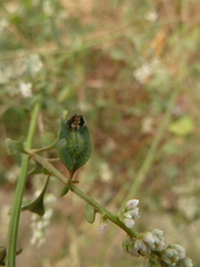 Cassidinae
