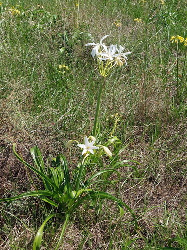 Darling Lily (Crinum flaccidum)