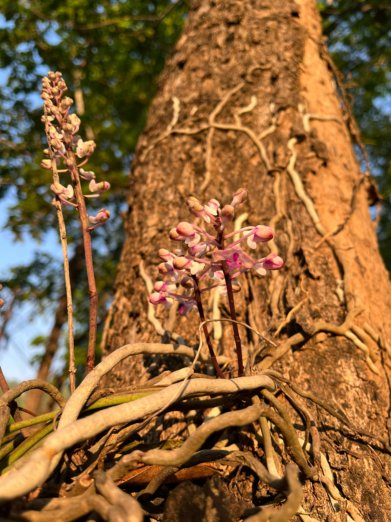 Imagem de Orquídea-rabo-de-raposa