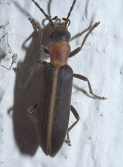 Oxycopis mimetica