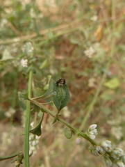 Cassidinae