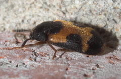 Mycetophagus punctatus