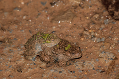 Large-Webbed Bell Toad photo 3