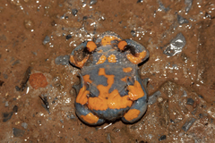 Large-Webbed Bell Toad photo 4