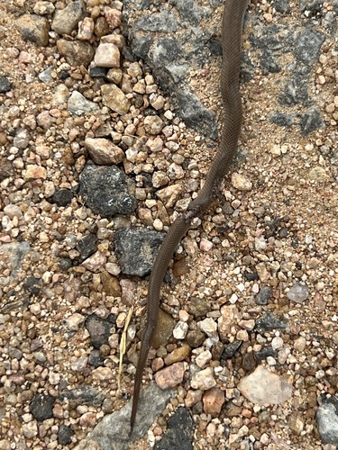 Cape House Snake
