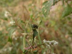 Cassidinae