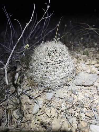 Desert Spinystar (Escobaria chlorantha)