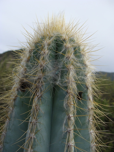 Pilosocereus chrysacanthus, photograph 3