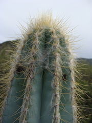 Pilosocereus chrysacanthus, photograph (c) Alexis López Hernández, some rights reserved (CC BY)