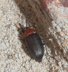 Chromatia amoena