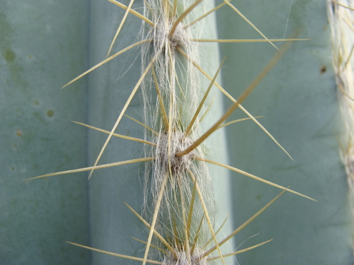 Pilosocereus chrysacanthus, photograph 4