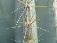 Pilosocereus chrysacanthus, photograph (c) Alexis López Hernández, some rights reserved (CC BY)