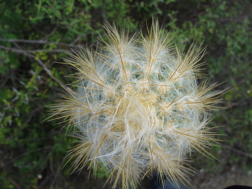 Pilosocereus chrysacanthus, photograph 2