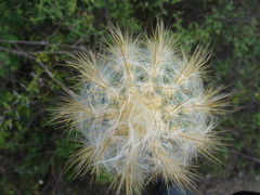 Pilosocereus chrysacanthus, photograph (c) Alexis López Hernández, some rights reserved (CC BY)