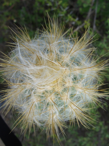 Pilosocereus chrysacanthus