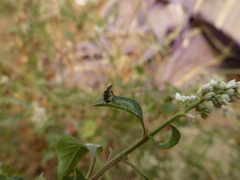 Cassidinae
