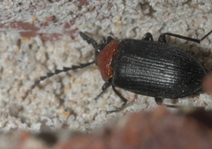 Chromatia amoena