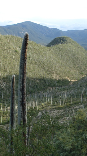Cephalocereus columna-trajani, photograph 6