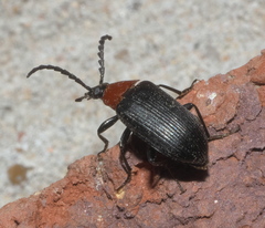 Chromatia amoena