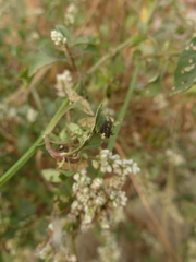 Cassidinae