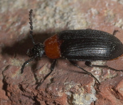 Chromatia amoena
