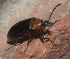 Chromatia amoena