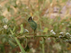 Cassidinae