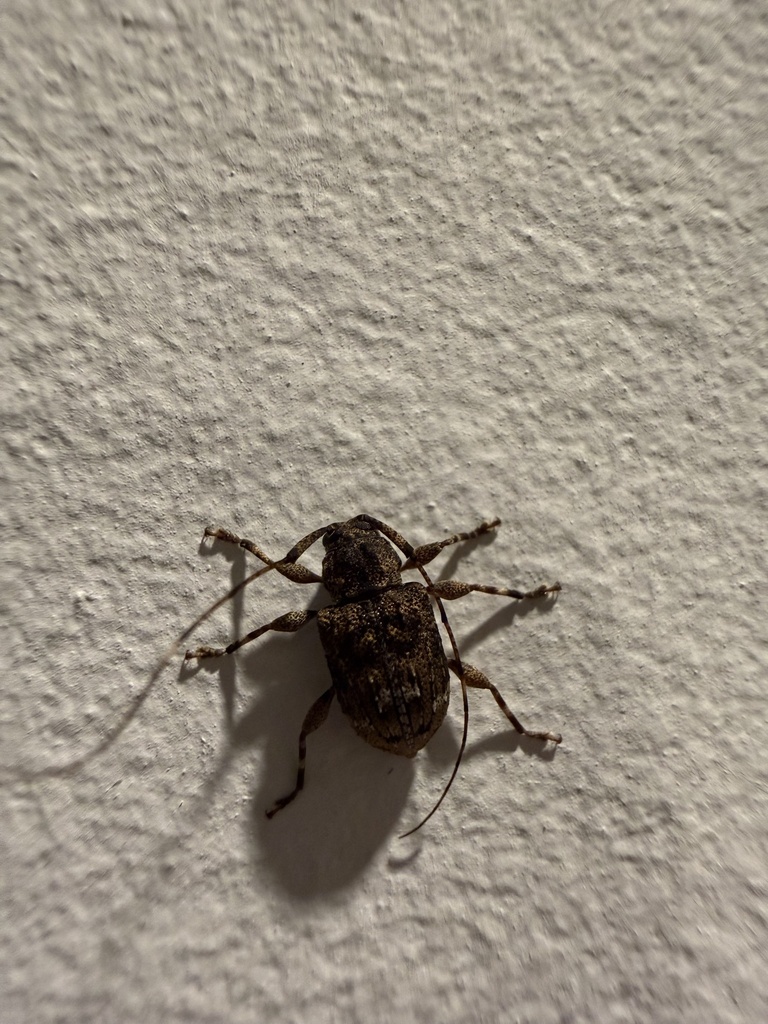 Leptostylus cristulatus