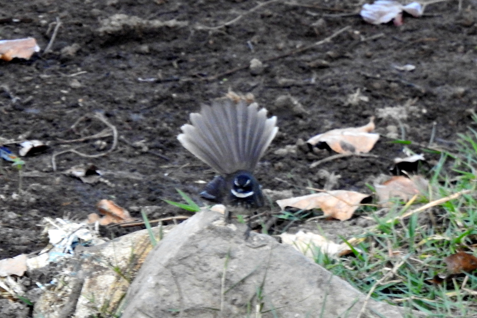 White-spotted Fantail (Rhipidura albogularis), photo 10