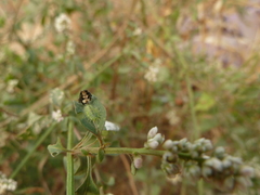 Cassidinae
