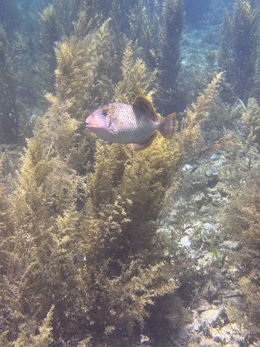 Pseudobalistes flavimarginatus