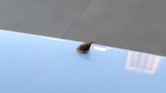 Enchenopa squamigera