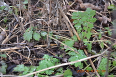 Chelidonium majus