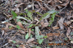 Taraxacum officinale