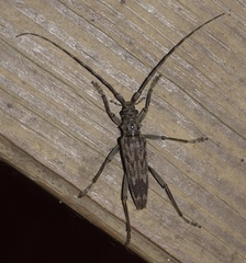 Elytrimitatrix undata