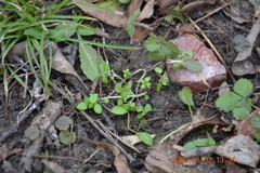 Stellaria media