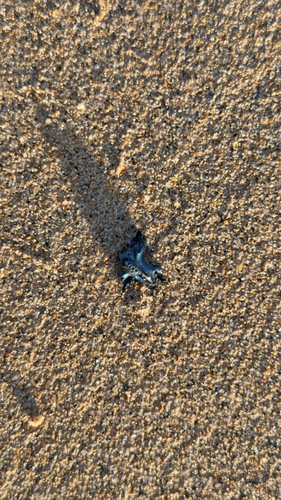 Glaucus atlanticus