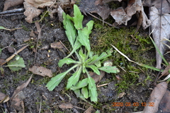 Erigeron canadensis