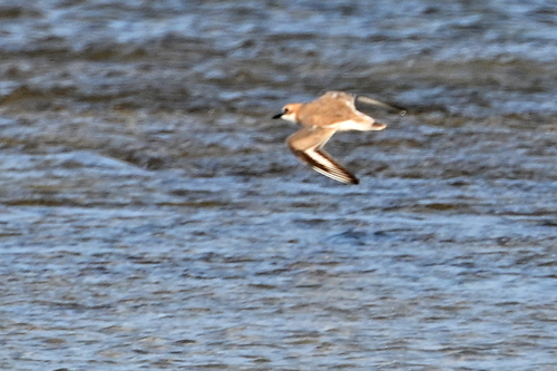 Chorlitejo mongol grande (Charadrius leschenaultii)